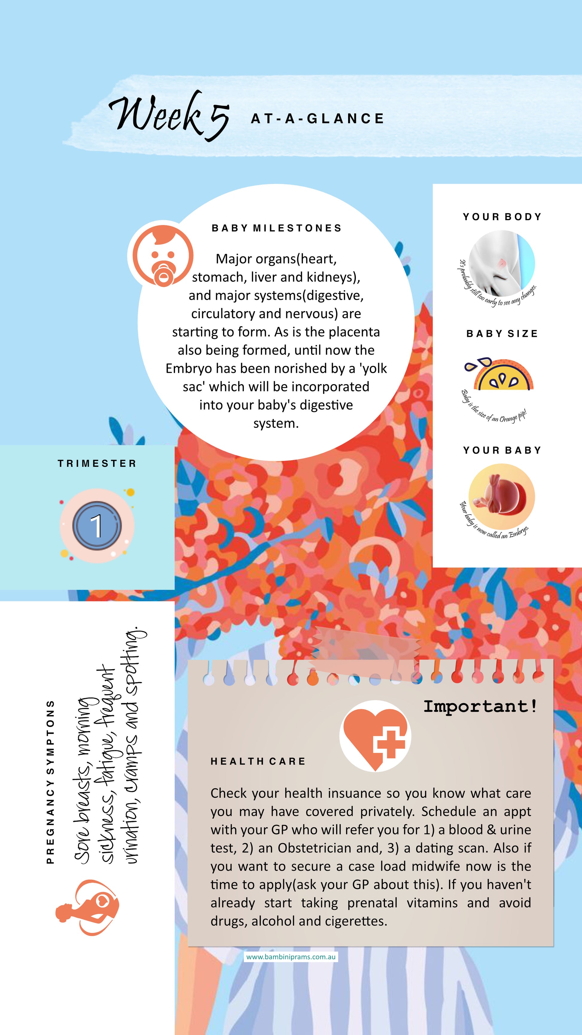 Pregnancy Week 5 At A Glance Card